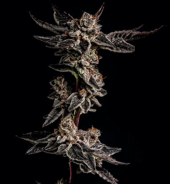 Biscotta Seed > Elev8 Seeds | Feminized Cannabis   |  Indica